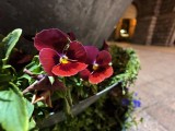 Low-light samples, ultrawide camera, 14mm - f/2.0, ISO 4761, 1/14s - vivo X200 Ultra review