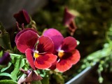 Low-light samples, telephoto camera (85mm) - f/2.3, ISO 11069, 1/9s - vivo X200 Ultra review