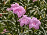 vivo X300 Pro: Telephoto (3.5x) - f/2.7, ISO 98, 1/400s - vivo X300 Pro hands-on review