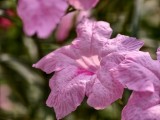 vivo X300 Pro: Telephoto (10x) - f/2.7, ISO 50, 1/258s - vivo X300 Pro hands-on review