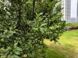 vivo X300 Pro: Telephoto (10x) - f/1.6, ISO 72, 1/530s - vivo X300 Pro hands-on review