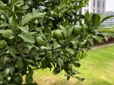 vivo X300 Pro: Telephoto (10x) - f/1.6, ISO 72, 1/585s - vivo X300 Pro hands-on review