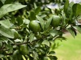 vivo X300 Pro: Telephoto (10x) - f/2.7, ISO 75, 1/100s - vivo X300 Pro hands-on review
