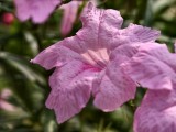 vivo X300: Telephoto (3x) - f/2.6, ISO 72, 1/747s - vivo 300 hands-on review