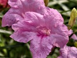vivo X300: Telephoto (10x) - f/2.6, ISO 50, 1/449s - vivo 300 hands-on review