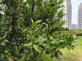 vivo X300: Telephoto (10x) - f/1.7, ISO 111, 1/1464s - vivo 300 hands-on review