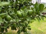 vivo X300: Telephoto (10x) - f/1.7, ISO 150, 1/426s - vivo 300 hands-on review