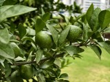 vivo X300: Telephoto (10x) - f/2.6, ISO 72, 1/960s - vivo 300 hands-on review