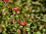 Close-up samples, telephoto camera (3.5x) - f/2.7, ISO 50, 1/466s - vivo X300 Pro review