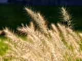 Close-up samples, telephoto camera (3.5x) - f/2.7, ISO 50, 1/511s - vivo X300 Pro review