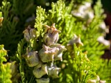 Close-up samples, telephoto camera (3.5x) - f/2.7, ISO 50, 1/185s - vivo X300 Pro review