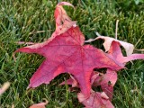Close-up samples, telephoto camera (3.5x) - f/2.7, ISO 116, 1/100s - vivo X300 Pro review