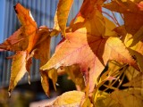 Close-up samples, telephoto camera (3.5x) - f/2.7, ISO 50, 1/1242s - vivo X300 Pro review