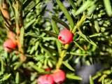 Close-up samples, telephoto camera (3.5x) - f/2.7, ISO 50, 1/659s - vivo X300 Pro review
