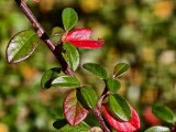 Close-up samples, telephoto camera (7x) - f/2.7, ISO 50, 1/373s - vivo X300 Pro review
