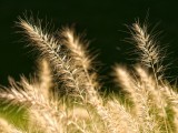 Close-up samples, telephoto camera (7x) - f/2.7, ISO 50, 1/265s - vivo X300 Pro review