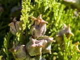 Close-up samples, telephoto camera (7x) - f/2.7, ISO 65, 1/100s - vivo X300 Pro review