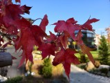 Origin Island - f/1.7, ISO 50, 1/295s - Vivo X300 review