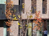 10x zoom crop daylight photos - f/2.6, ISO 50, 1/403s - Xiaomi 17 Pro Max review