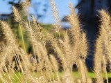 Macro shots with 5x telephoto camera - f/2.6, ISO 50, 1/392s - Xiaomi 17 Pro Max review