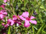Daylight samples, main camera (2x) - 47mm, f/1.5, ISO 50, 1/1854s (4096x3072px) - Infinix Note 60 Pro review
