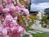 Daylight samples, main camera (2x) - 48mm, f/1.8, ISO 100, 1/1178s (4096x3072px) - Motorola Moto G Stylus (2026) review