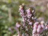Close-up samples, telephoto camera, 3x - 71mm, f/2.4, ISO 191, 1/200s (4096x3072px) - Motorola Signature review