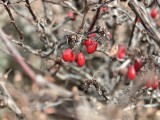 Close-up samples, telephoto camera, 3x - 71mm, f/2.4, ISO 310, 1/200s (4096x3072px) - Motorola Signature review