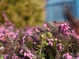 Close-up samples, telephoto camera, 3x - 71mm, f/2.4, ISO 143, 1/242s (4096x3072px) - Motorola Signature review