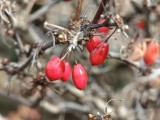 Close-up samples, telephoto camera, 6x - 142mm, f/2.4, ISO 296, 1/246s (4096x3072px) - Motorola Signature review