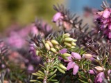 Close-up samples, telephoto camera, 6x - 142mm, f/2.4, ISO 176, 1/367s (4096x3072px) - Motorola Signature review