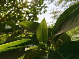 Main camera - 25mm, f/1.8, ISO 80, 1/1888s (4096x3072px) - OnePlus Nord 6 review