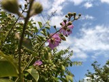 Main camera - 25mm, f/1.8, ISO 80, 1/2341s (4096x3072px) - OnePlus Nord 6 review