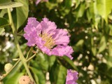 Main camera 2x mode - 50mm, f/1.8, ISO 80, 1/671s (4096x3072px) - OnePlus Nord 6 review