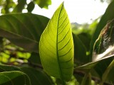 Main camera 2x mode - 50mm, f/1.8, ISO 80, 1/1256s (4096x3072px) - OnePlus Nord 6 review