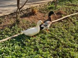 Main camera 2x mode - 50mm, f/1.8, ISO 80, 1/816s (4096x3072px) - OnePlus Nord 6 review