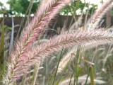 Main camera 2x mode - 50mm, f/1.8, ISO 80, 1/148s (4096x3072px) - OnePlus Nord 6 review