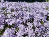 Daylight samples, main camera (1x), 12.5MP - 23mm, f/1.5, ISO 125, 1/4151s (4080x3064px) - Oppo Find X9 Ultra review