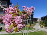 Daylight samples, main camera (1x), 12.5MP - 23mm, f/1.5, ISO 100, 1/3172s (4080x3064px) - Oppo Find X9 Ultra review