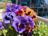 Daylight samples, main camera (1x), 12.5MP - 23mm, f/1.5, ISO 320, 1/3370s (4080x3064px) - Oppo Find X9 Ultra review