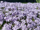 Daylight samples, main camera (1x), 28MP - 23mm, f/1.5, ISO 125, 1/4147s (6120x4596px) - Oppo Find X9 Ultra review