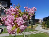 Daylight samples, main camera (1x), 28MP - 23mm, f/1.5, ISO 100, 1/2995s (6120x4596px) - Oppo Find X9 Ultra review