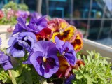 Daylight samples, main camera (1x), 28MP - 23mm, f/1.5, ISO 400, 1/3370s (6120x4596px) - Oppo Find X9 Ultra review