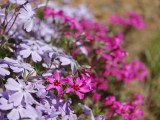 Daylight samples, telephoto camera (3x), 26MP - 70mm, f/2.2, ISO 50, 1/1143s (5888x4416px) - Oppo Find X9 Ultra review