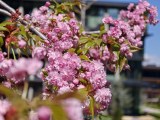 Daylight samples, telephoto camera (3x), 26MP - 70mm, f/2.2, ISO 50, 1/738s (5888x4416px) - Oppo Find X9 Ultra review