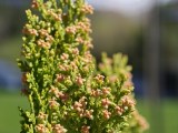 Daylight samples, telephoto camera (6x), 26MP - 139mm, f/2.2, ISO 50, 1/422s (5888x4416px) - Oppo Find X9 Ultra review
