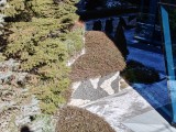 Daylight samples, telephoto camera (3.5x), 50MP - 80mm, f/2.8, ISO 64, 1/334s (8192x6144px) - Realme 16 Pro+ review
