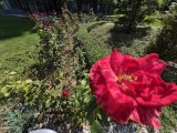Daylight samples, ultrawide camera (0.6x) - 13mm, f/2.2, ISO 64, 1/2544s (4000x3000px) - Samsung Galaxy S26 FE review