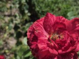 Daylight samples, main camera (2x) - 46mm, f/1.8, ISO 25, 1/1872s (4000x3000px) - Samsung Galaxy S26 FE review