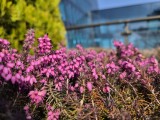 Daylight samples, main camera (1x) - 23mm, f/1.8, ISO 50, 1/1908s (4000x3000px) - Samsung Galaxy S26+ review